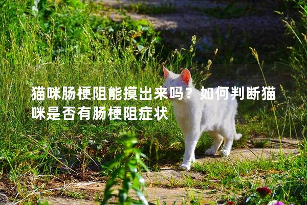 貓咪腸梗阻能摸出來嗎？如何判斷貓咪是否有腸梗阻癥狀