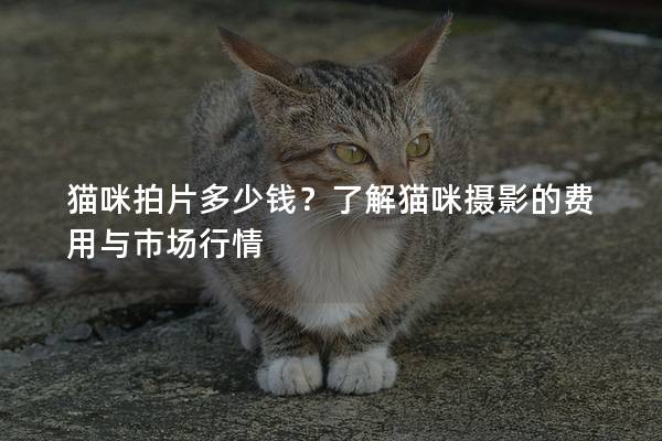 貓咪拍片多少錢？了解貓咪攝影的費用與市場行情
