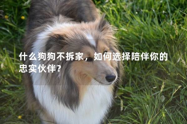 什么狗狗不拆家,如何選擇陪伴你的忠實伙伴? 什么狗狗不拆家,如何選擇陪伴你的忠實伙伴?