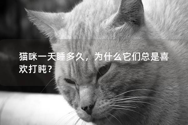貓咪一天睡多久，為什么它們總是喜歡打盹？