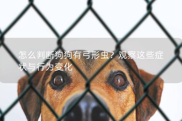 怎么判斷狗狗有弓形蟲？觀察這些癥狀與行為變化