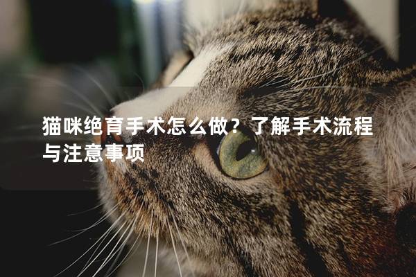貓咪絕育手術怎么做？了解手術流程與注意事項