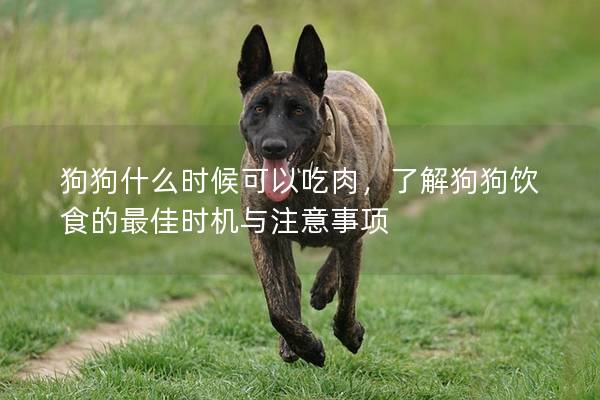 狗狗什么時(shí)候可以吃肉，了解狗狗飲食的最佳時(shí)機(jī)與注意事項(xiàng)