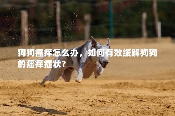 狗狗瘙癢怎么辦，如何有效緩解狗狗的瘙癢癥狀？
