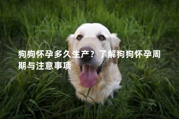 狗狗懷孕多久生產(chǎn)？了解狗狗懷孕周期與注意事項(xiàng)