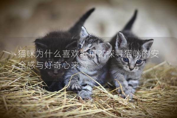 貓咪為什么喜歡紙箱？探尋貓咪的安全感與好奇心來源