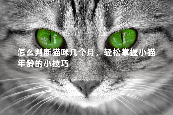 怎么判斷貓咪幾個月,輕松掌握小貓年齡的小技巧 怎么判斷貓咪幾個月,輕松掌握小貓年齡的小技巧