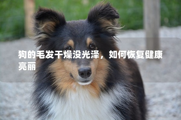 狗的毛發(fā)干燥沒光澤，如何恢復(fù)健康亮麗