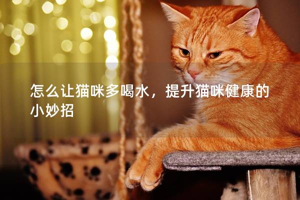 怎么讓貓咪多喝水，提升貓咪健康的小妙招