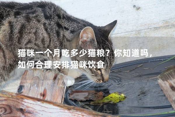 貓咪一個月吃多少貓糧？你知道嗎，如何合理安排貓咪飲食