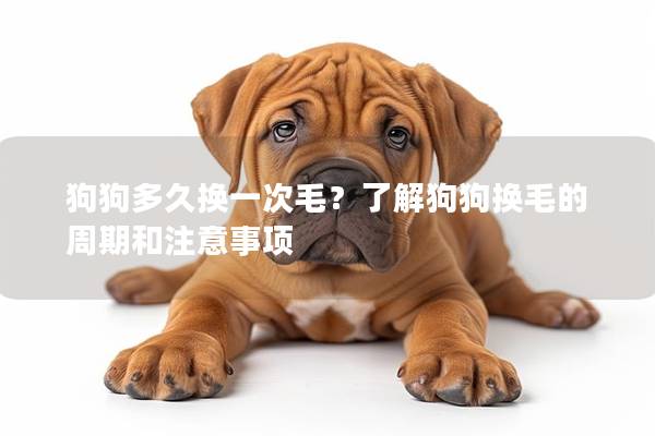 狗狗多久換一次毛？了解狗狗換毛的周期和注意事項