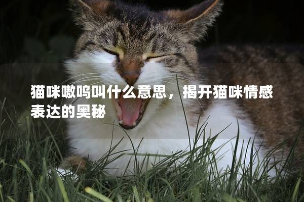 貓咪嗷嗚叫什么意思，揭開(kāi)貓咪情感表達(dá)的奧秘