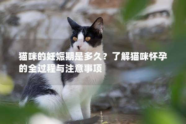 貓咪的妊娠期是多久？了解貓咪懷孕的全過程與注意事項
