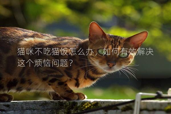 貓咪不吃貓飯怎么辦，如何有效解決這個煩惱問題？