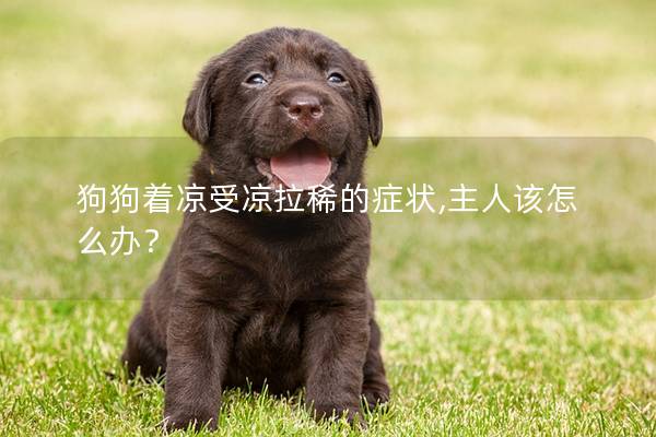 狗狗著涼受涼拉稀的癥狀,主人該怎么辦？