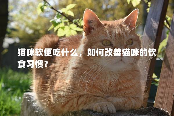 貓咪軟便吃什么，如何改善貓咪的飲食習(xí)慣？