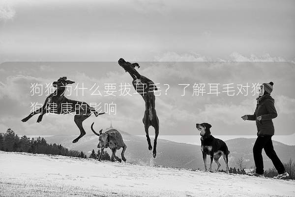狗狗為什么要拔耳毛？了解耳毛對狗狗健康的影響