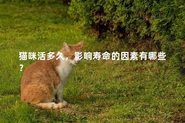 貓咪活多久,影響壽命的因素有哪些? 貓咪活多久,影響壽命的因素有哪些?