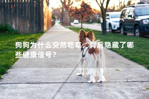 狗狗為什么突然吃草，背后隱藏了哪些健康信號？