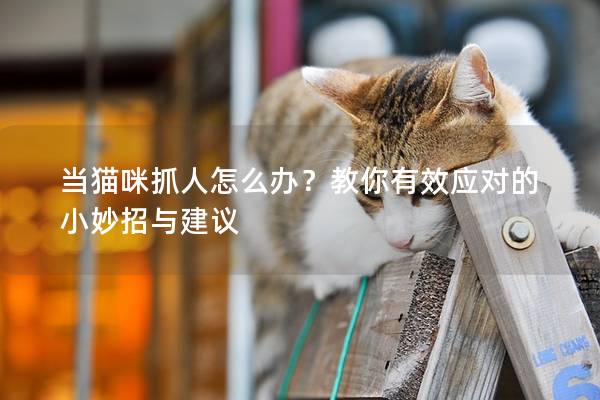 當(dāng)貓咪抓人怎么辦？教你有效應(yīng)對(duì)的小妙招與建議