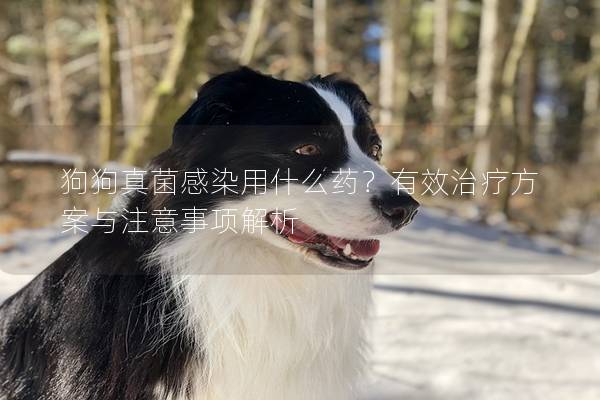 狗狗真菌感染用什么藥？有效治療方案與注意事項(xiàng)解析