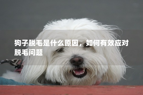 狗子脫毛是什么原因，如何有效應對脫毛問題