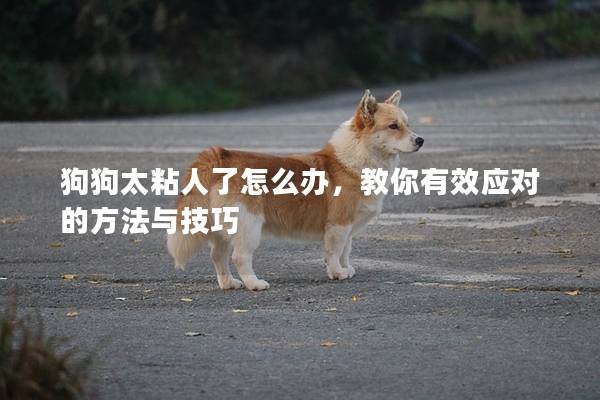 狗狗太粘人了怎么辦,教你有效應對的方法與技巧 狗狗太粘人了怎么辦,教你有效應對的方法與技巧