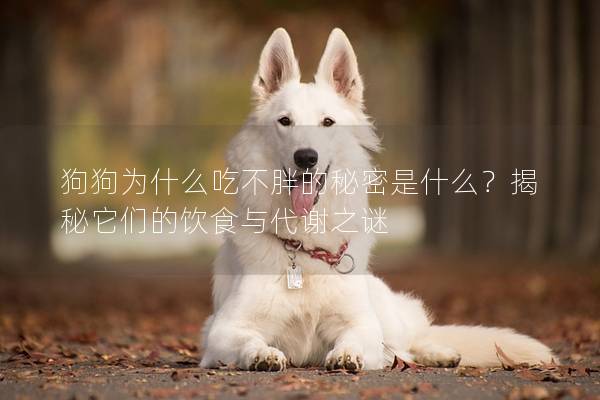 狗狗為什么吃不胖的秘密是什么？揭秘它們的飲食與代謝之謎