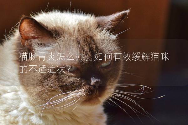 貓腸胃炎怎么辦，如何有效緩解貓咪的不適癥狀？