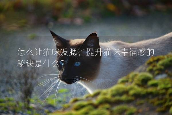 怎么讓貓咪發腮，提升貓咪幸福感的秘訣是什么？
