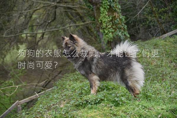 狗狗的衣服怎么裁剪，才能讓它們更時尚可愛？