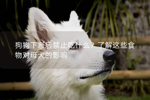 狗狗下崽后禁止吃什么？了解這些食物對母犬的影響