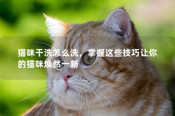 貓咪干洗怎么洗，掌握這些技巧讓你的貓咪煥然一新