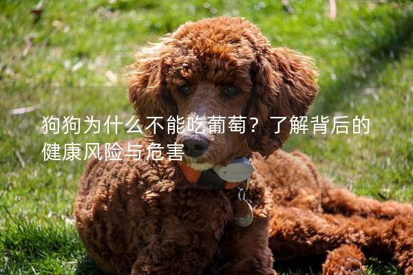 狗狗為什么不能吃葡萄？了解背后的健康風(fēng)險與危害