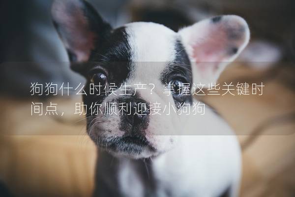 狗狗什么時(shí)候生產(chǎn)？掌握這些關(guān)鍵時(shí)間點(diǎn)，助你順利迎接小狗狗