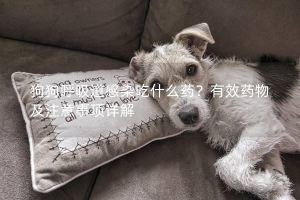 狗狗呼吸道感染吃什么藥？有效藥物及注意事項(xiàng)詳解