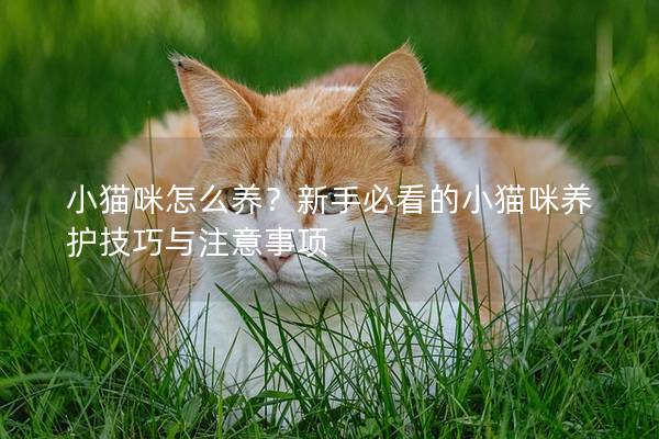 小貓咪怎么養？新手必看的小貓咪養護技巧與注意事項