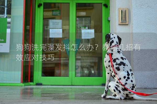 狗狗洗完澡發(fā)抖怎么辦？教你幾招有效應(yīng)對(duì)技巧