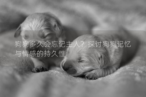 狗狗多久會忘記主人？探討狗狗記憶與情感的持久性