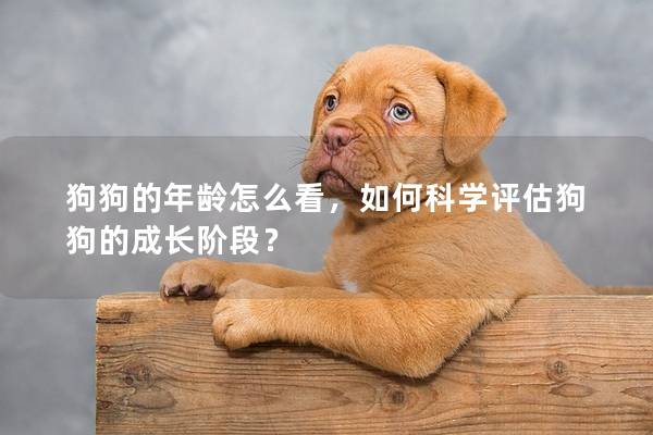 狗狗的年齡怎么看，如何科學評估狗狗的成長階段？