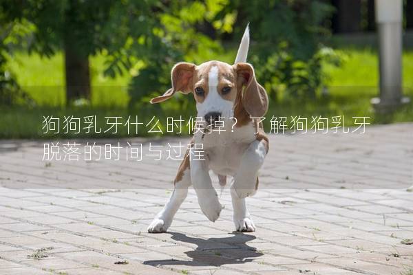 狗狗乳牙什么時候掉？了解狗狗乳牙脫落的時間與過程