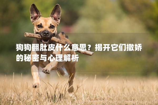 狗狗翻肚皮什么意思？揭開它們?nèi)鰦傻拿孛芘c心理解析