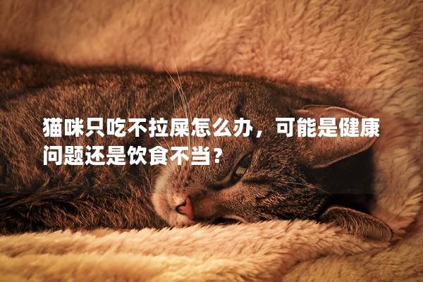 貓咪只吃不拉屎怎么辦，可能是健康問題還是飲食不當？