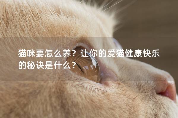 貓咪要怎么養(yǎng)?讓你的愛貓健康快樂的秘訣是什么? 貓咪要怎么養(yǎng)?讓你的愛貓健康快樂的秘訣是什么?