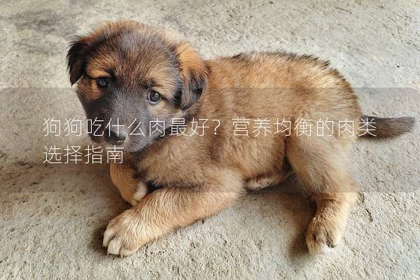 狗狗吃什么肉最好？營養均衡的肉類選擇指南