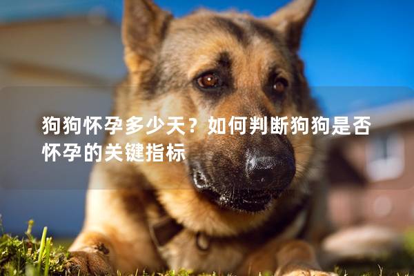 狗狗懷孕多少天？如何判斷狗狗是否懷孕的關鍵指標