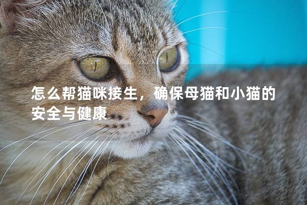 怎么幫貓咪接生，確保母貓和小貓的安全與健康
