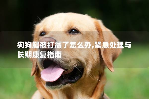 狗狗腿被打瘸了怎么辦,緊急處理與長期康復(fù)指南