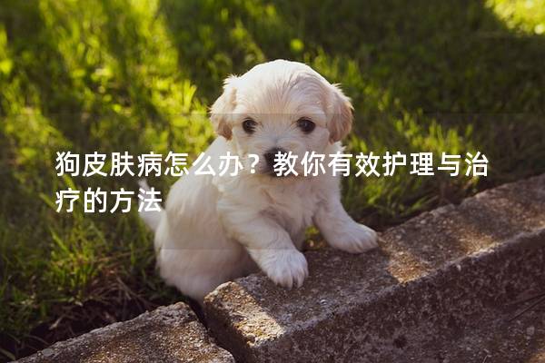狗皮膚病怎么辦？教你有效護理與治療的方法