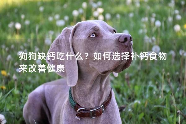 狗狗缺鈣吃什么？如何選擇補鈣食物來改善健康